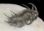 Spiny Ceratarges Koumalii Trilobite - Zireg, Morocco #46441-2